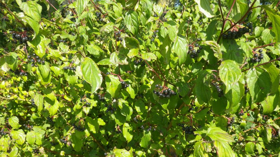 2017-08-31 12 Dogwood, Cornus alternifolia.jpg